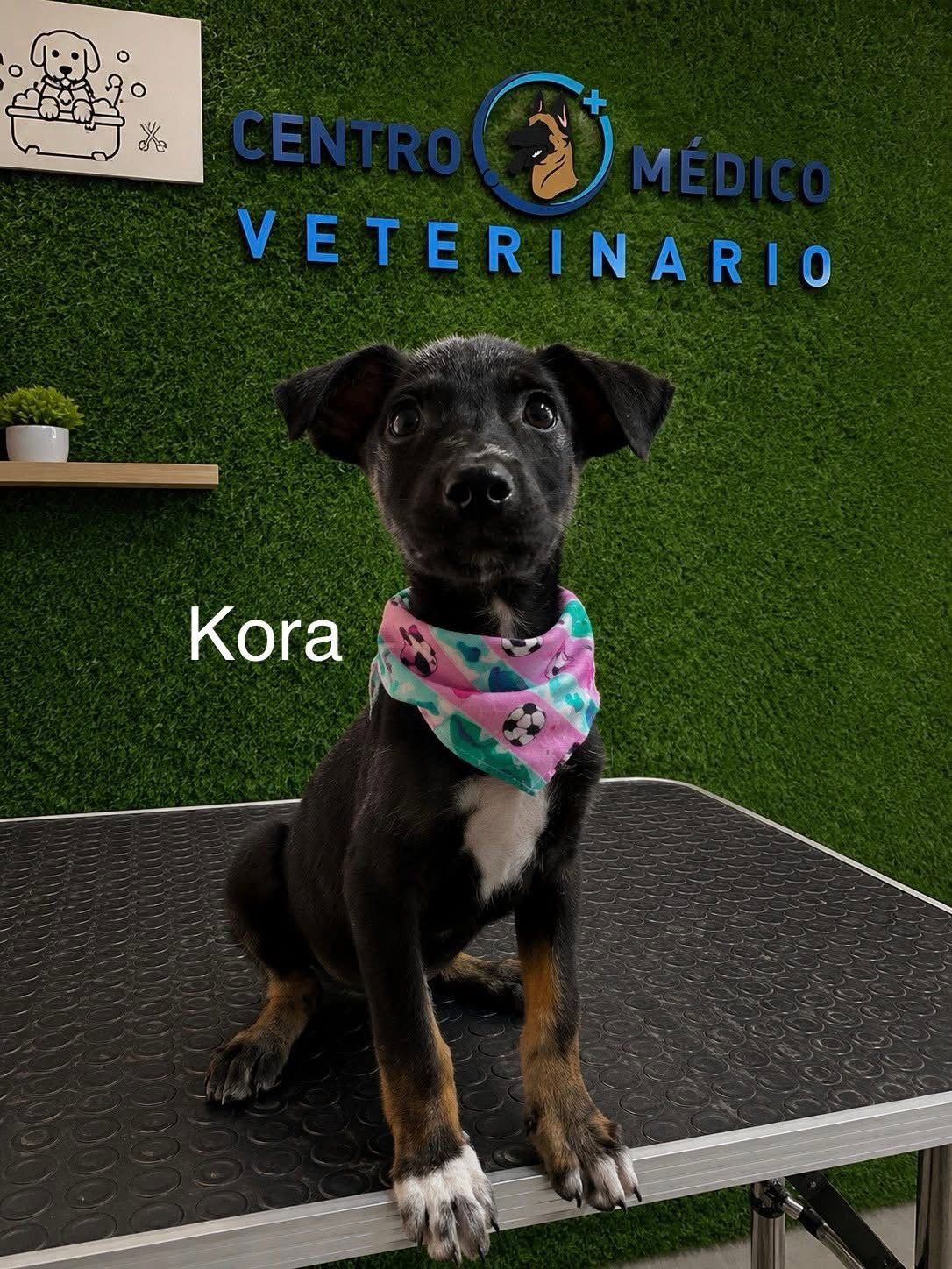 Kora, photo 8