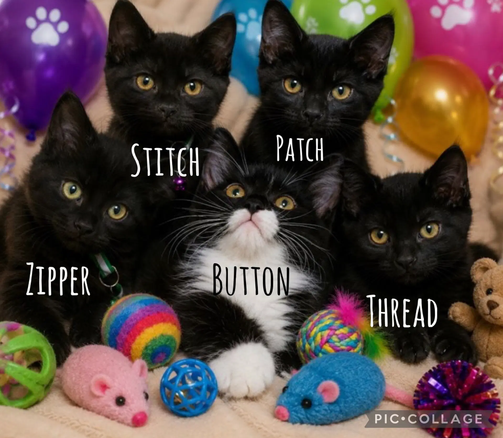 Patch-Gold - Domestic Short Hair