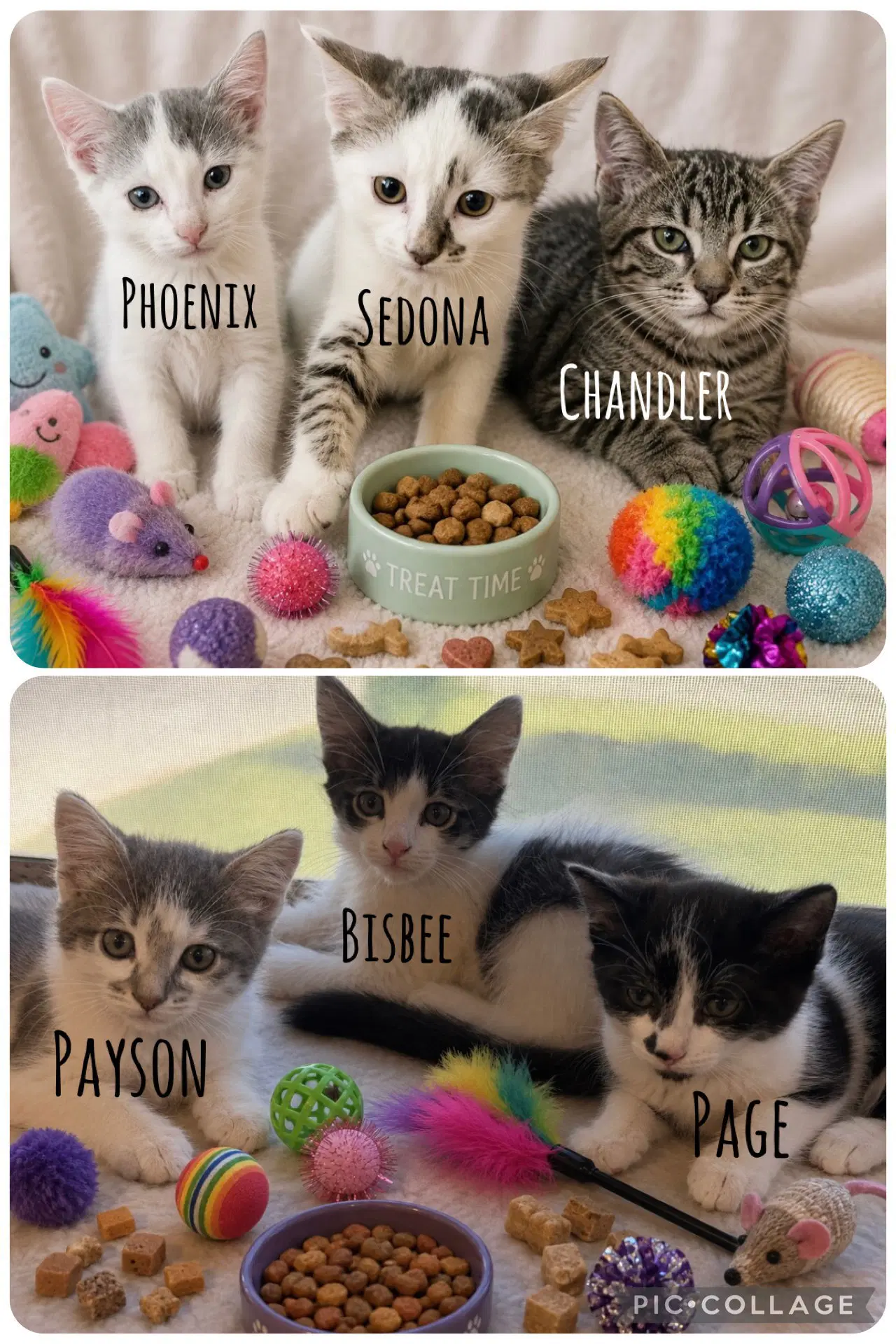 Chandler - Domestic Short Hair