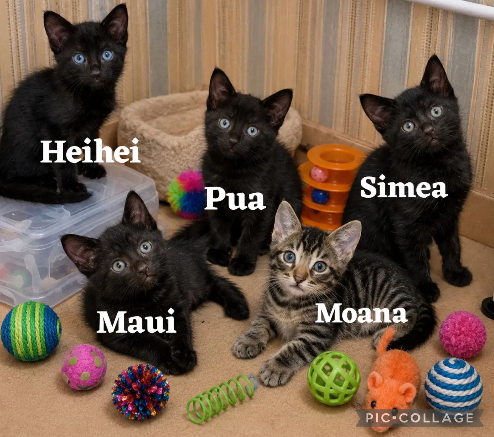 Simea - Domestic Short Hair