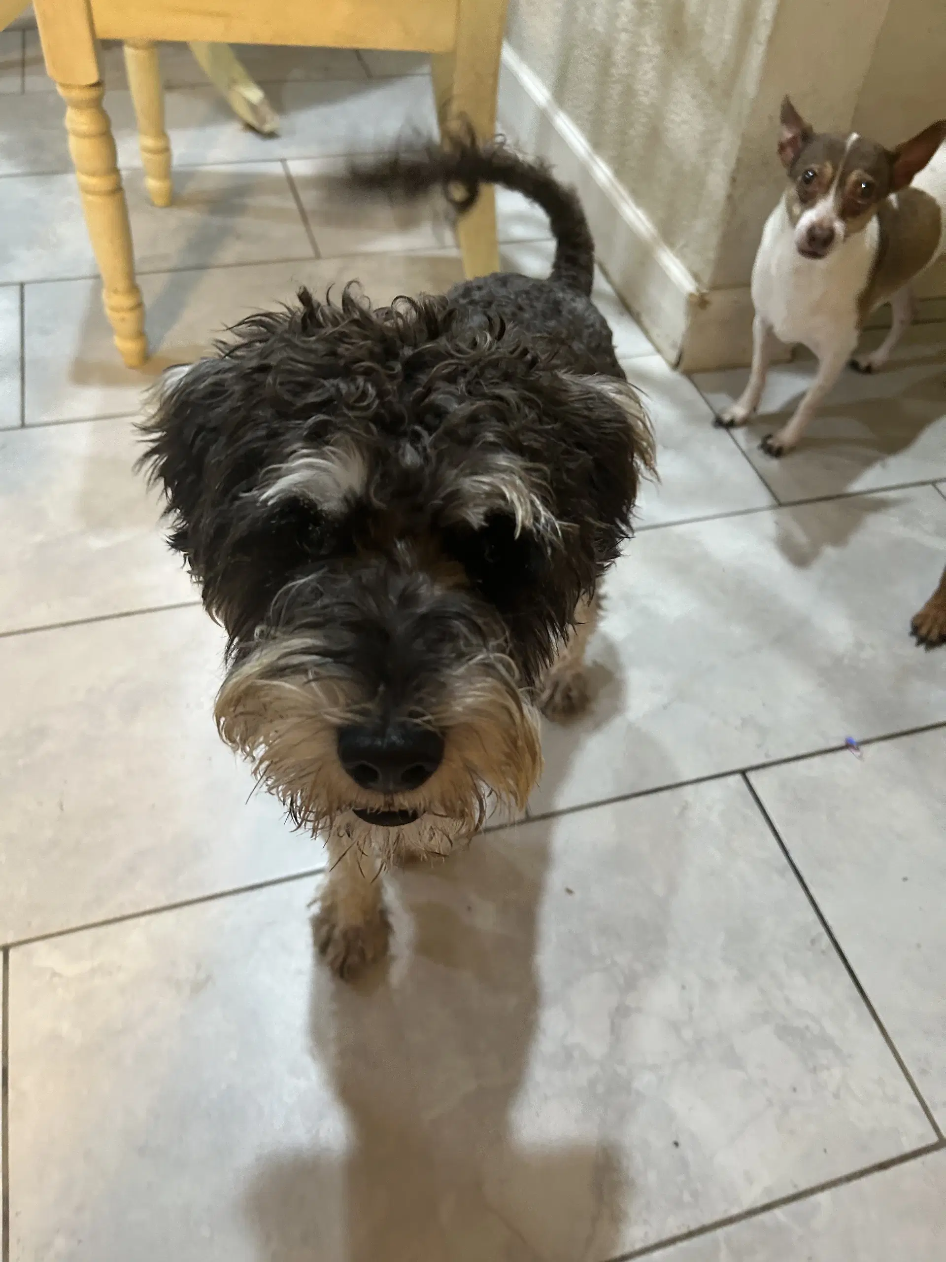 Winston image 2