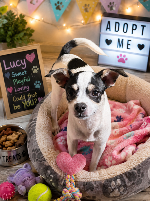 picture of the dog needing adoption