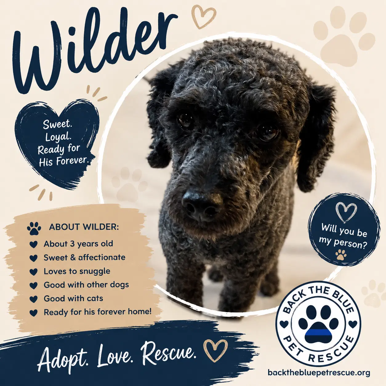 Wilder - Poodle (unknown type)
