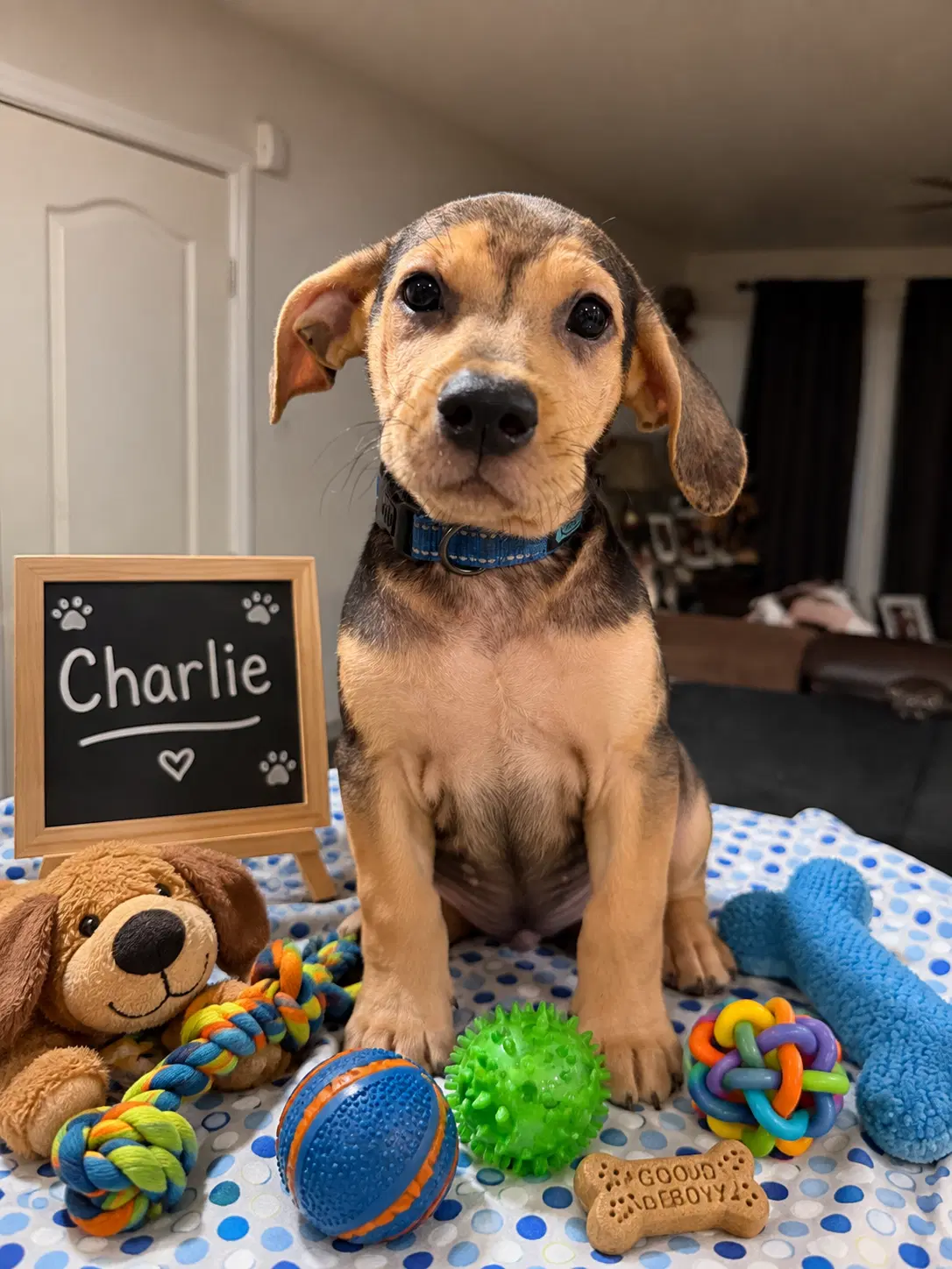 Charlie - Beagle