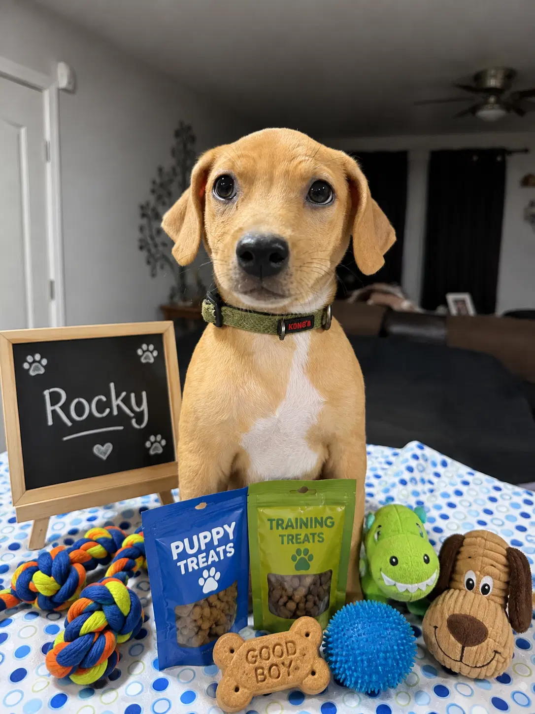 Rocky - Beagle