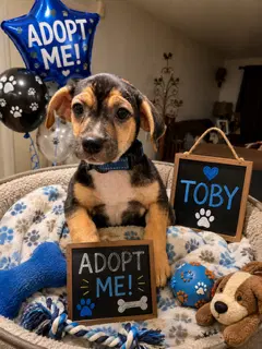 Toby - Beagle