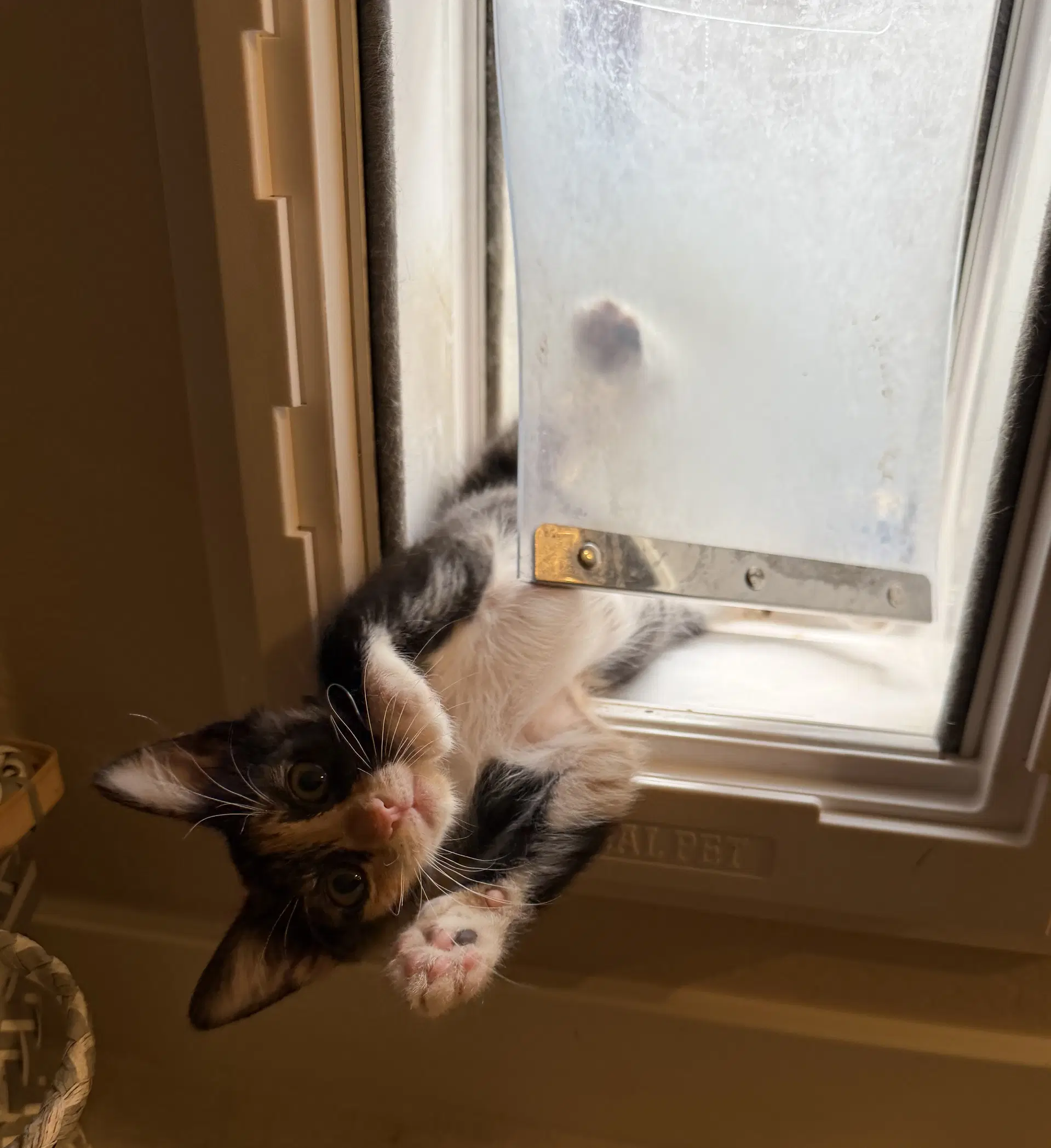 Jessie - Domestic Short Hair