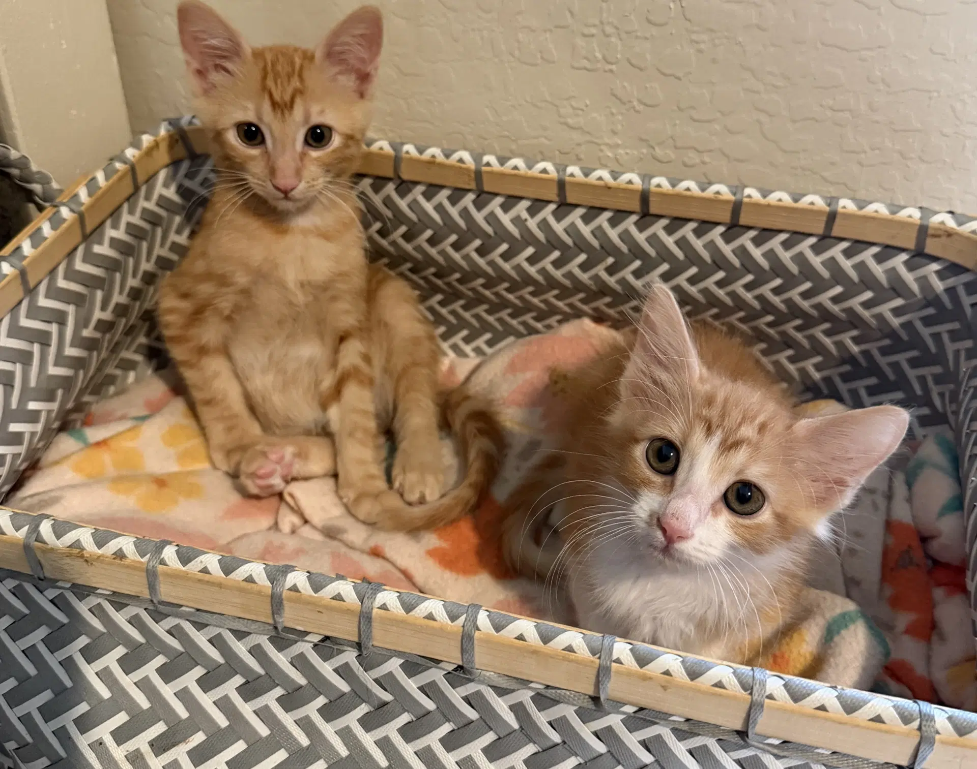 Buzz - Domestic Short Hair