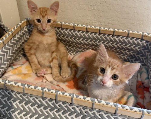 picture of the cat needing adoption