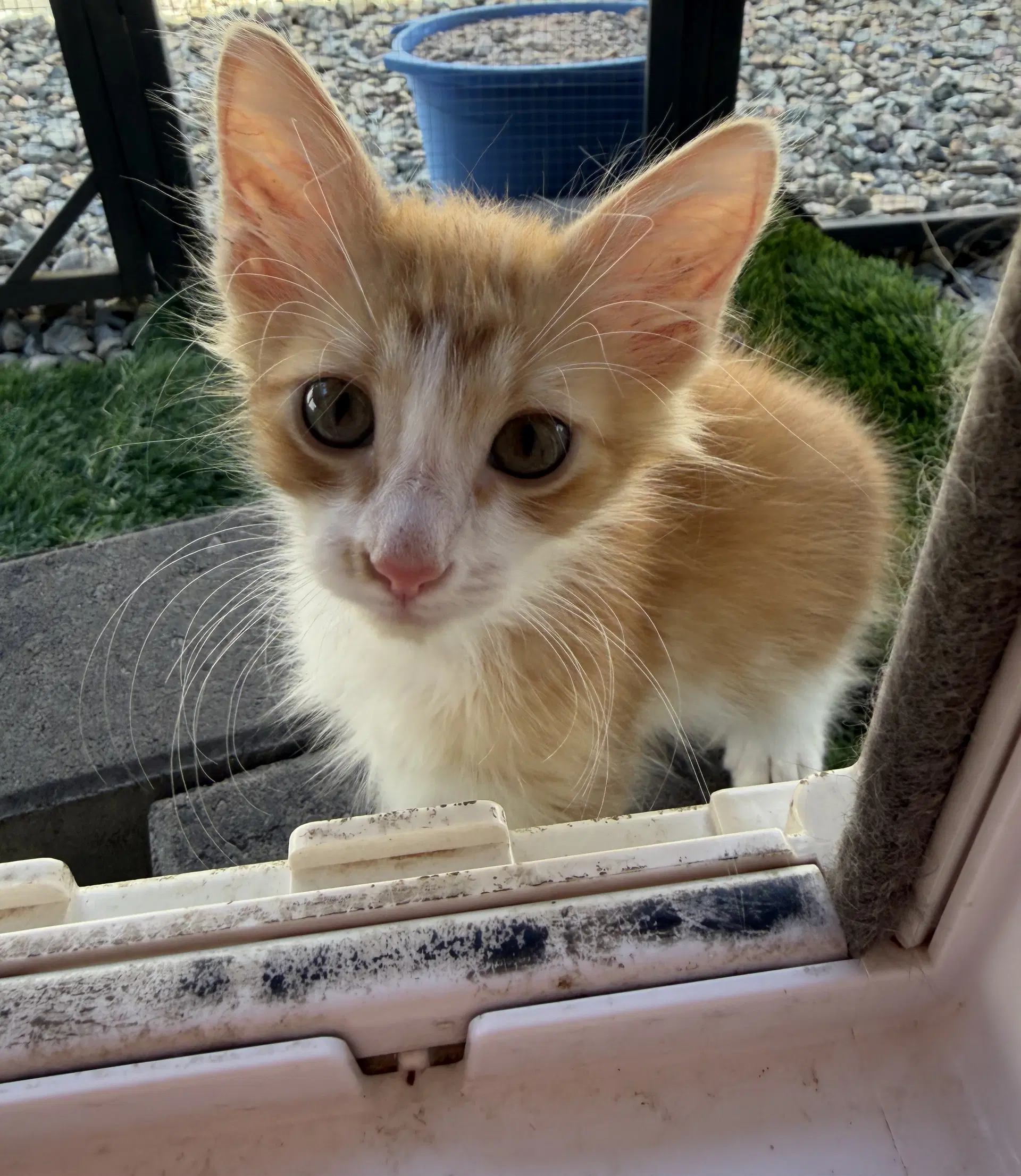 Woody - Domestic Short Hair