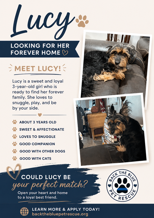 Daisy, adoptable Yorkshire Terrier Yorkie (medium coat) from Back The Blue Pet Rescue
