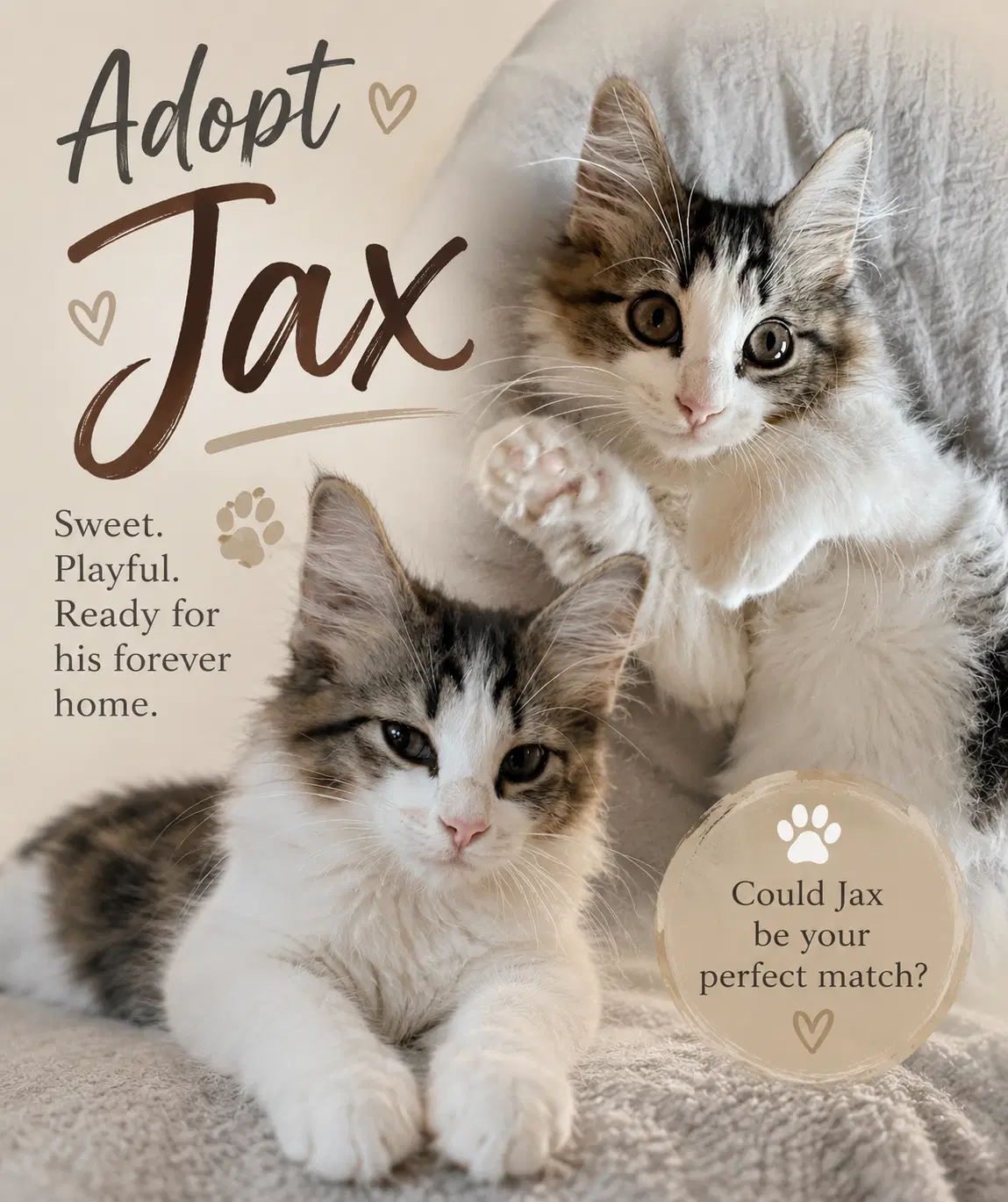 Jax - Domestic Long Hair
