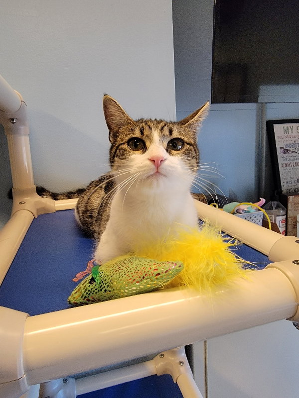 Cats for Adoption in Bath Beach, New York Alpha Paw
