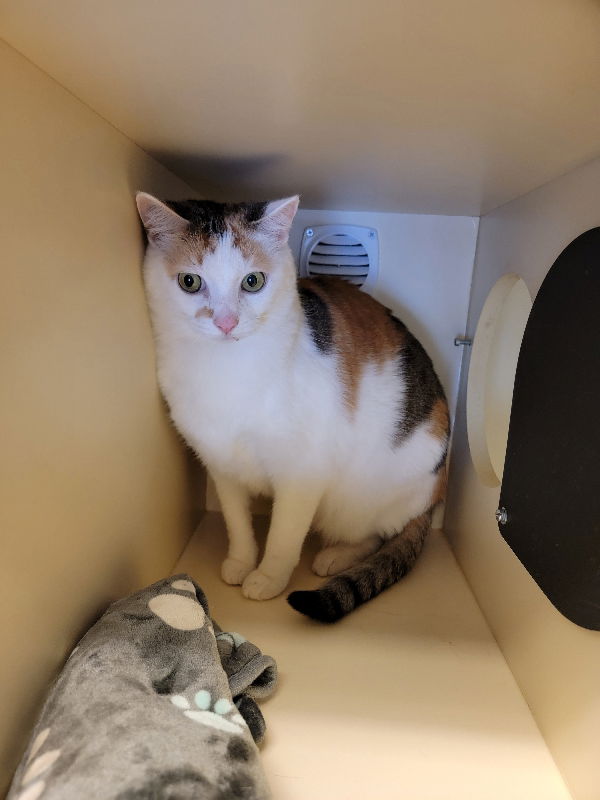 Cats for Adoption in Bergenfield, New Jersey | Alpha Paw