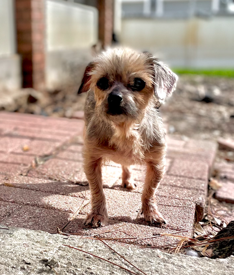 Dog for Adoption Princess, a Shih Tzu in Ormond Beach, FL Alpha Paw
