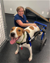 adoptable Dog in osteen, FL named Willard