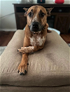 adoptable Dog in osteen, FL named Titan