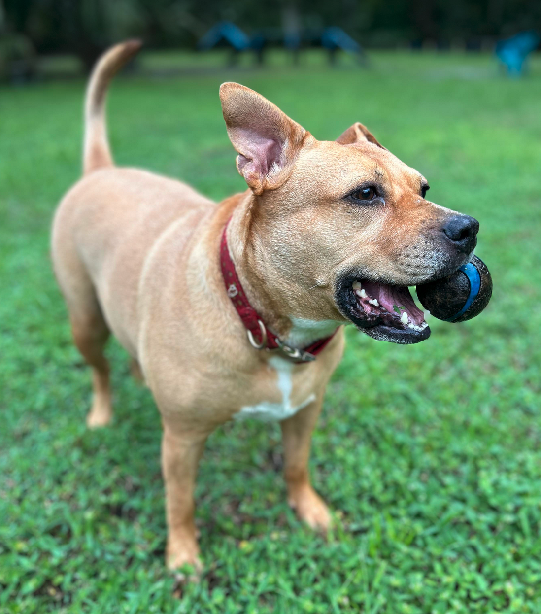 adoptable Dog in Osteen, FL named Raven