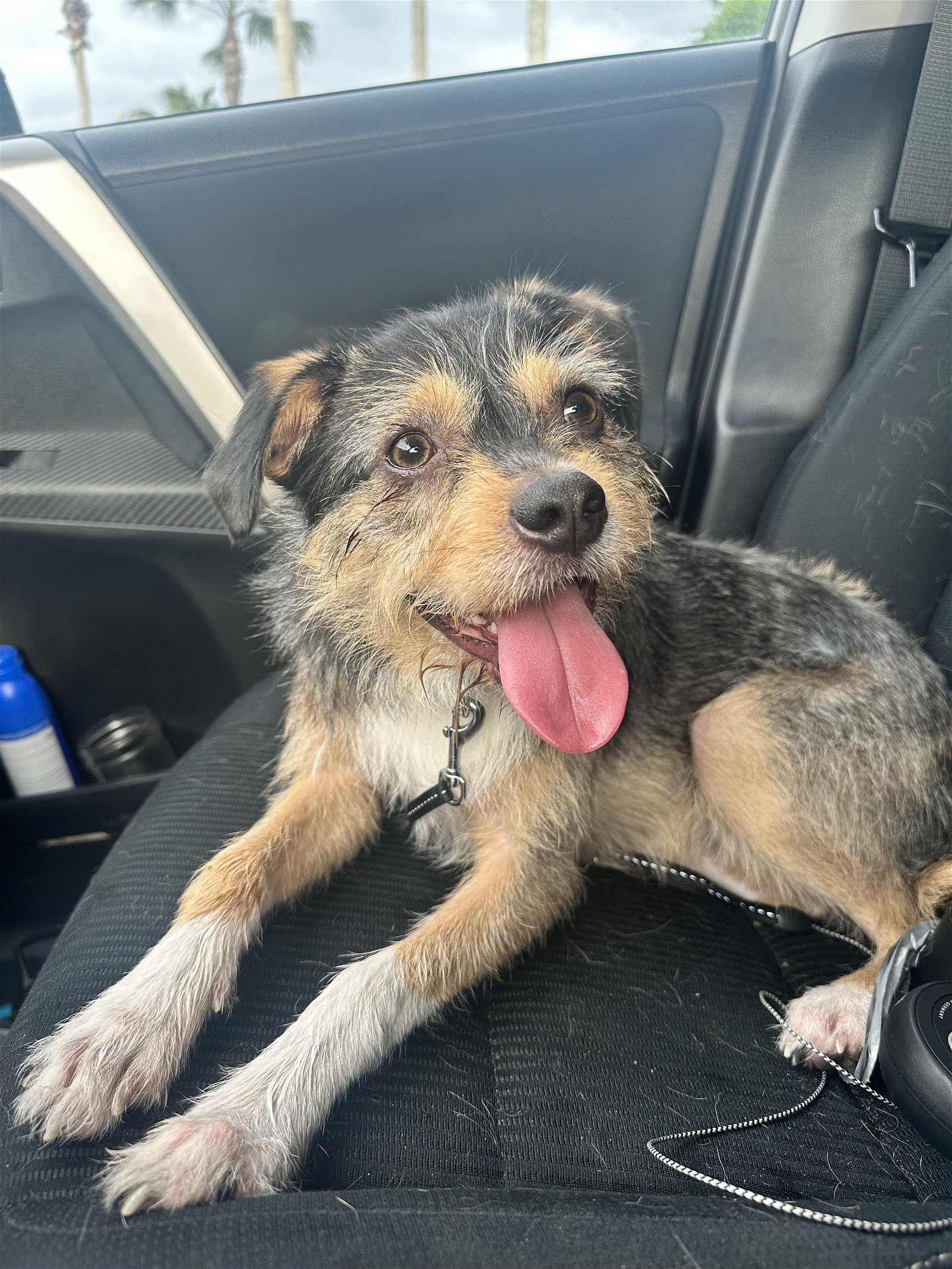 adoptable Dog in Osteen, FL named Sonny