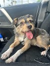 adoptable Dog in osteen, FL named Sonny