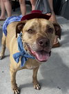 Scooby Doo - Photo 2