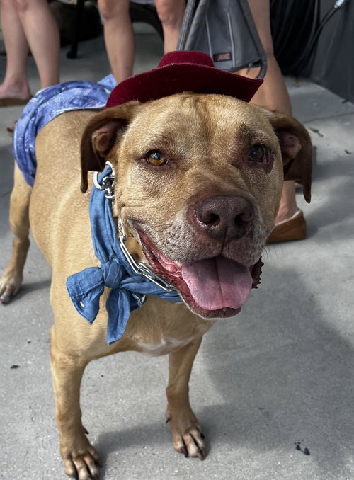 SCOOBY DOO - Terrier available for adoption