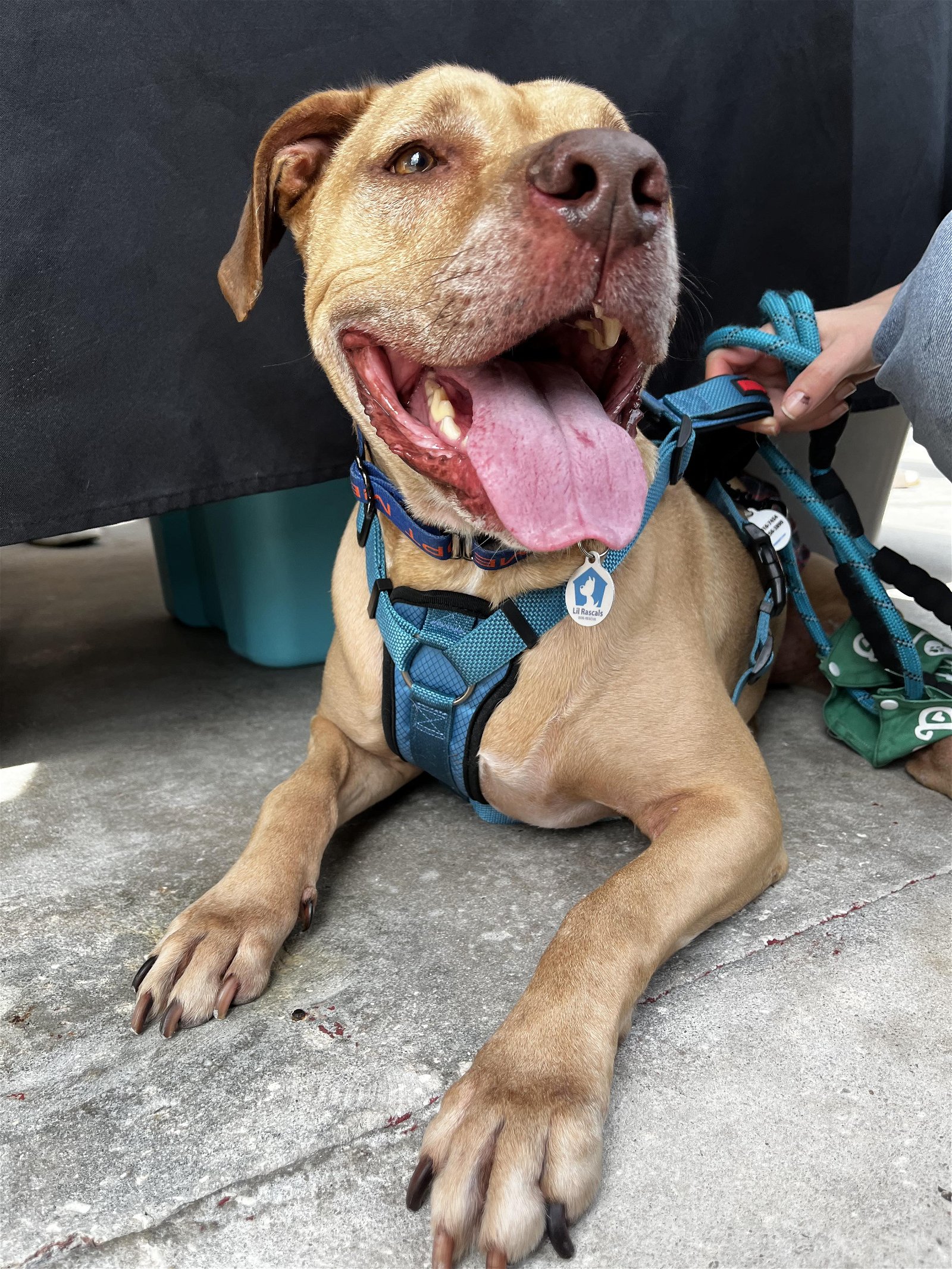 adoptable Dog in Osteen, FL named Scooby Doo