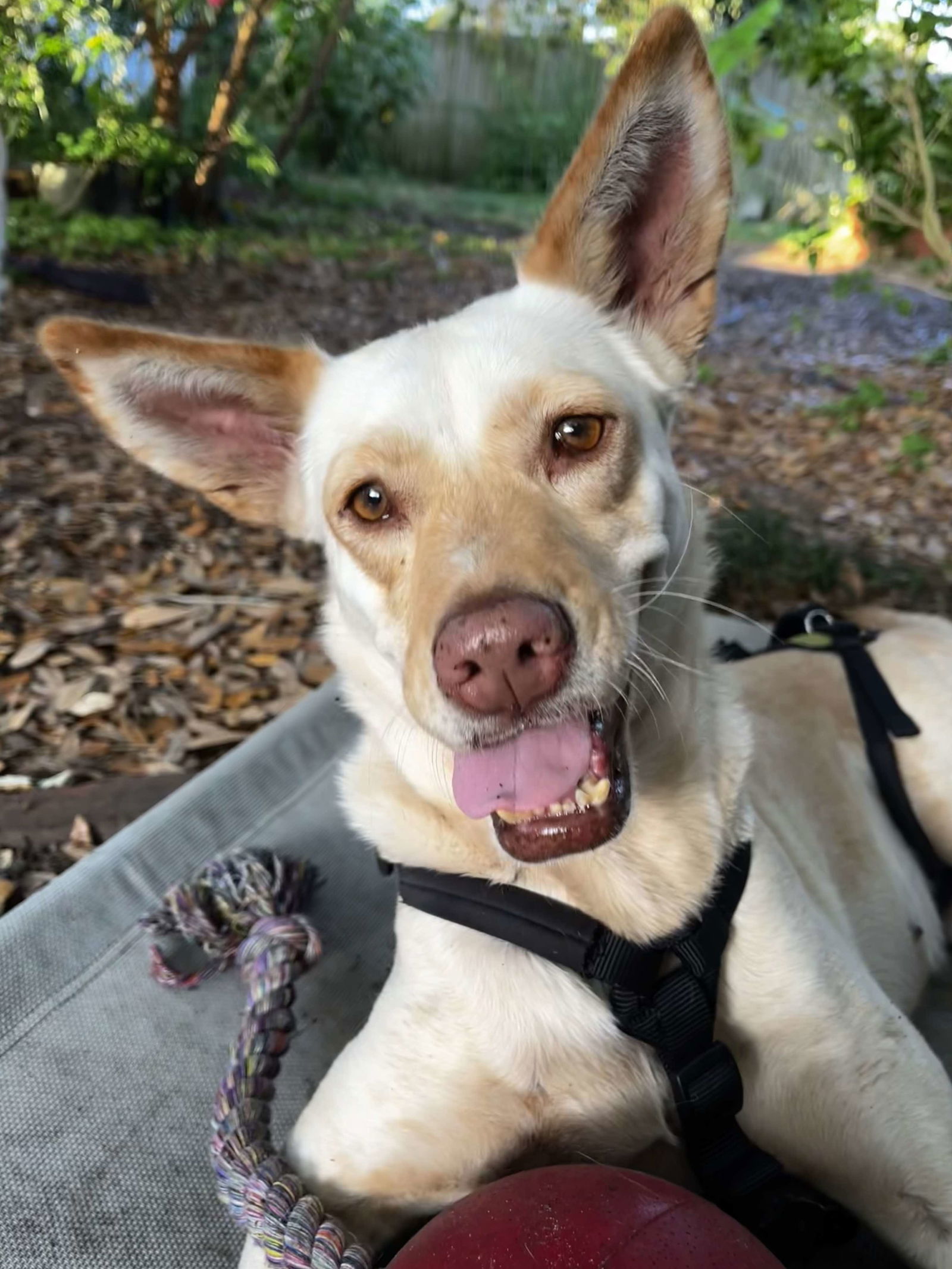 adoptable Dog in Osteen, FL named LiLou