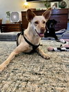 LiLou - Photo 5