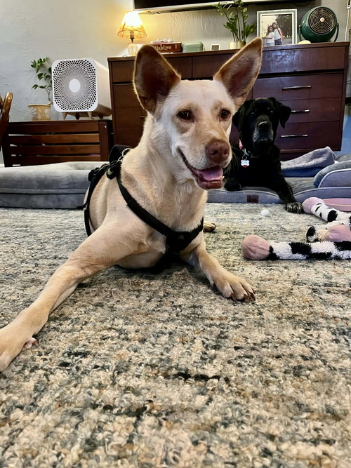 picture of the dog needing adoption