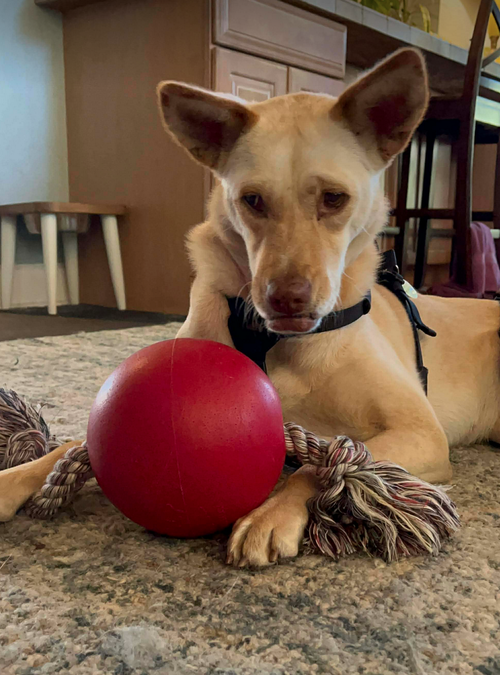 LILOU - Shepherd available for adoption