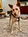 LiLou - Photo 4