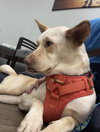 LiLou - Photo 23
