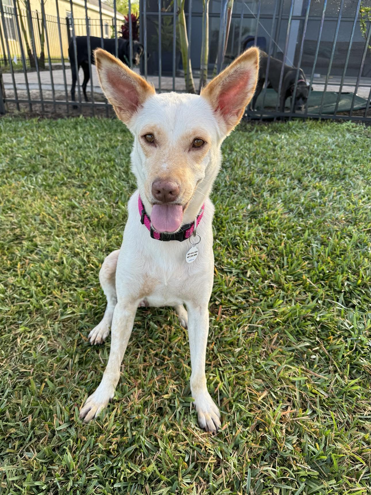 adoptable Dog in Osteen, FL named LiLou