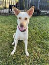 adoptable Dog in  named LiLou