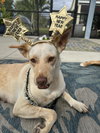 LiLou - Photo 21