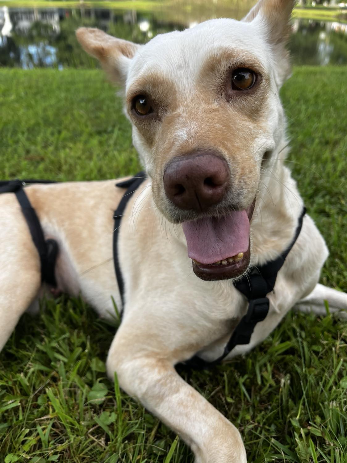 adoptable Dog in Osteen, FL named LiLou