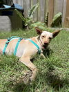 LiLou - Photo 17