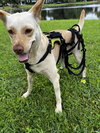 LiLou - Photo 16