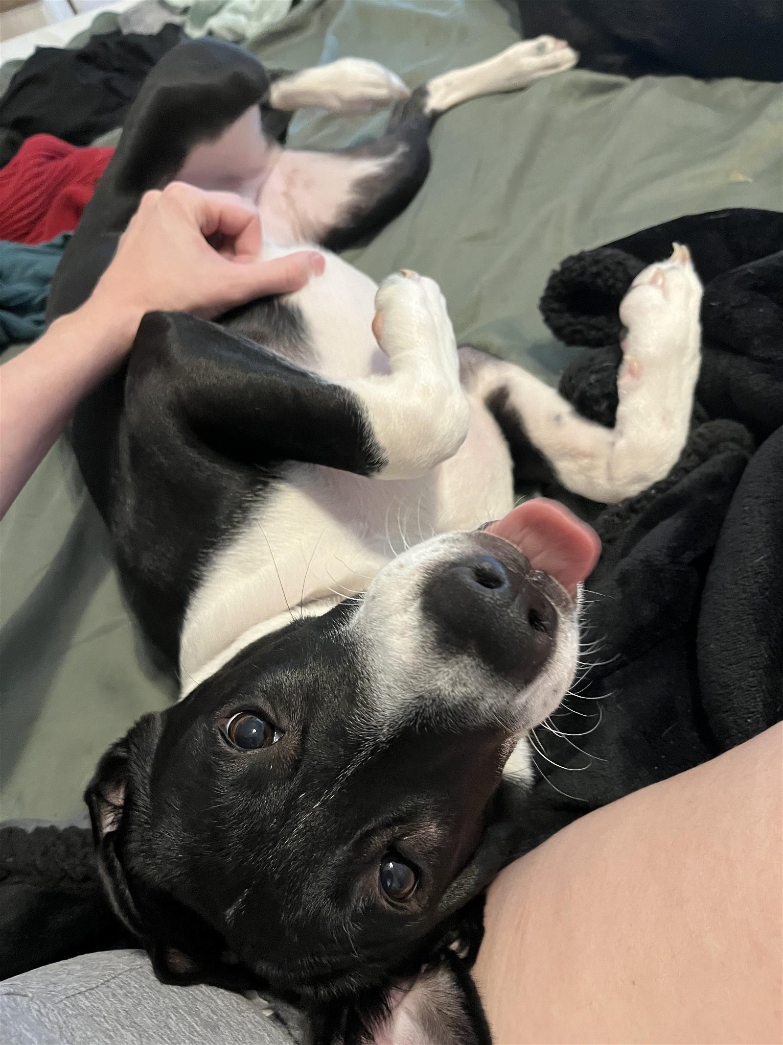 adoptable Dog in Osteen, FL named Vasya