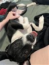 adoptable Dog in osteen, FL named Vasya (ADOPTION PENDING)
