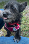 adoptable Dog in osteen, FL named Janet