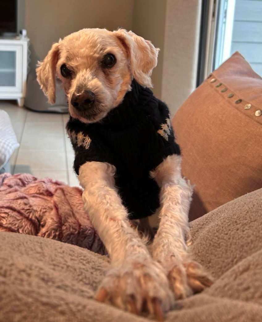 Dog for Adoption Max, a Poodle (unknown type) in Ormond Beach, FL