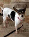 adoptable Dog in osteen, FL named Bambi Adoption Pending