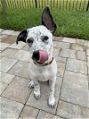 adoptable Dog in osteen, FL named Brock