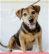 adoptable Dog in  named Susie