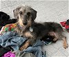 adoptable Dog in osteen, FL named Carter ADOPTION PENDING