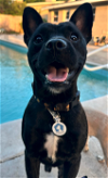 adoptable Dog in osteen, FL named Dylan