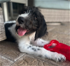 adoptable Dog in osteen, FL named Higgins ADOPTION PENDING
