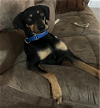 adoptable Dog in osteen, FL named Gizmo ADOPTION PENDING